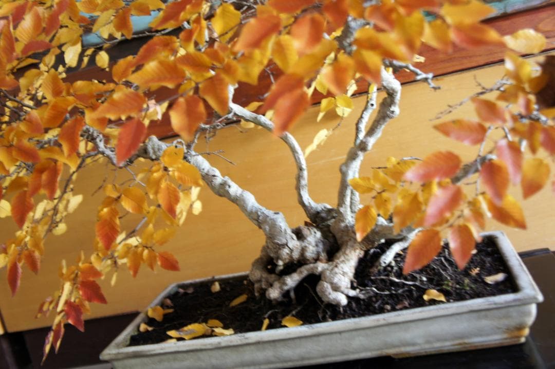 盆栽 『ブナ』 紅葉 インテリア 観葉植物 ガーデニング 送料無料 b120