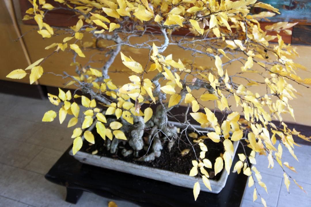 盆栽 『ブナ』 紅葉 インテリア 観葉植物 ガーデニング 送料無料 b120