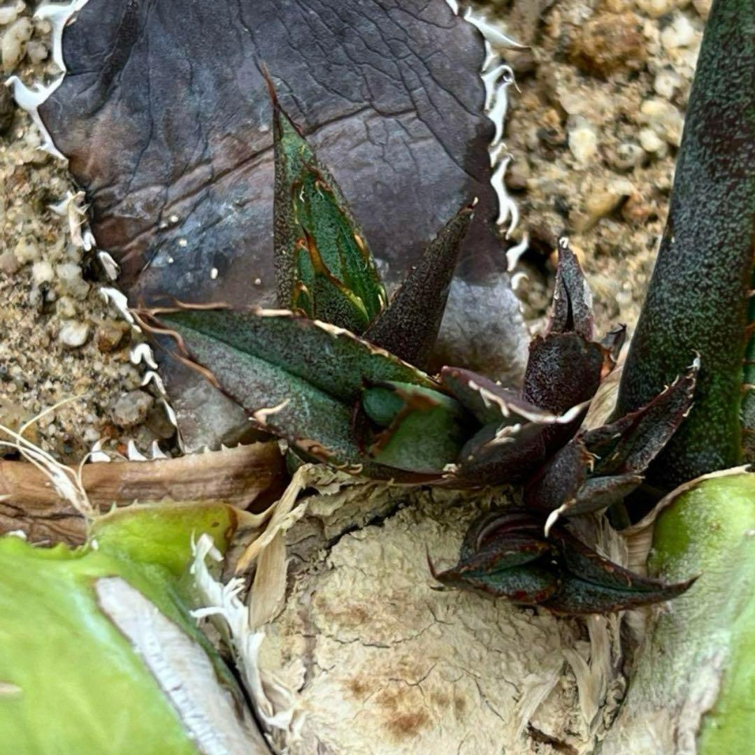 アガベ チタノタ 巌流 巌竜 子株2頭 国産古株 活着済み - メルカリ