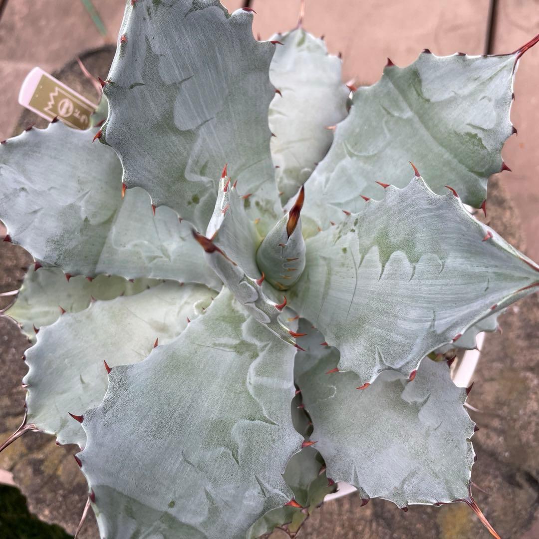 アガベ　レア　大株　ドラゴンスケール