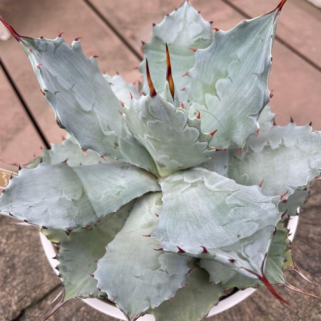 アガベ　レア　大株　ドラゴンスケール