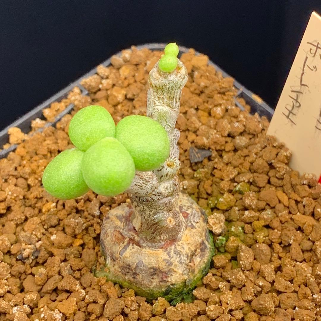 ぷくぷく双頭！　チレコドン　ポドレイアエ　多肉植物　塊根植物　実生