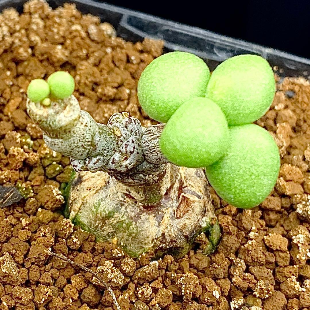 ぷくぷく双頭！　チレコドン　ポドレイアエ　多肉植物　塊根植物　実生