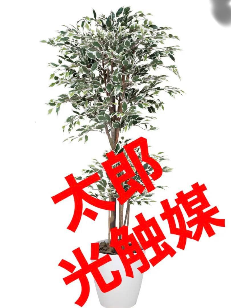 光触媒　人工観葉植物　フェイクグリーン　トロピカルベンジャミン斑入リ 1.8m