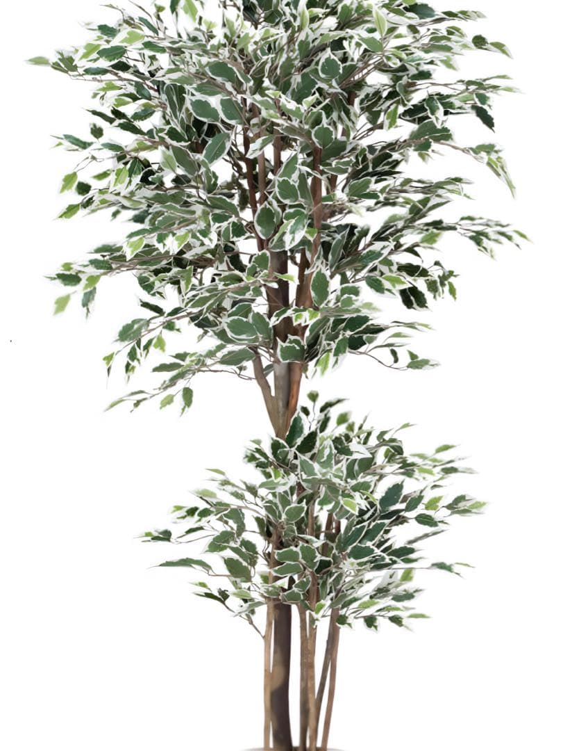 光触媒　人工観葉植物　フェイクグリーン　トロピカルベンジャミン斑入リ 1.8m