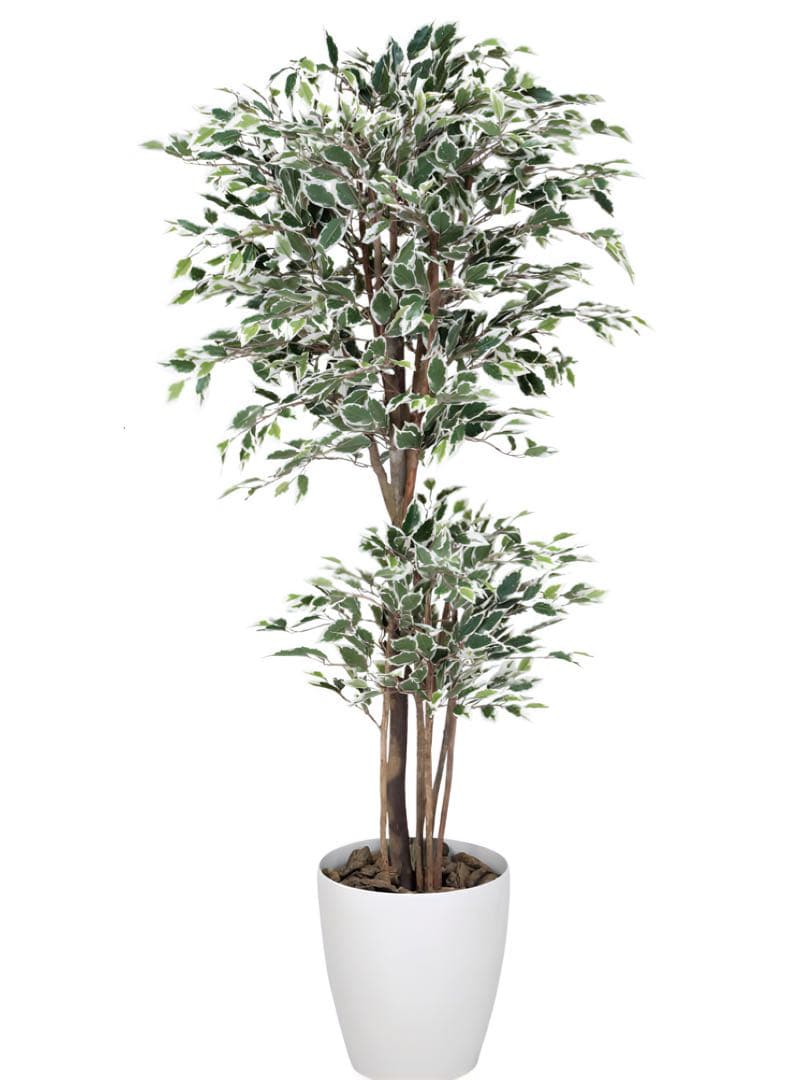 光触媒　人工観葉植物　フェイクグリーン　トロピカルベンジャミン斑入リ 1.8m