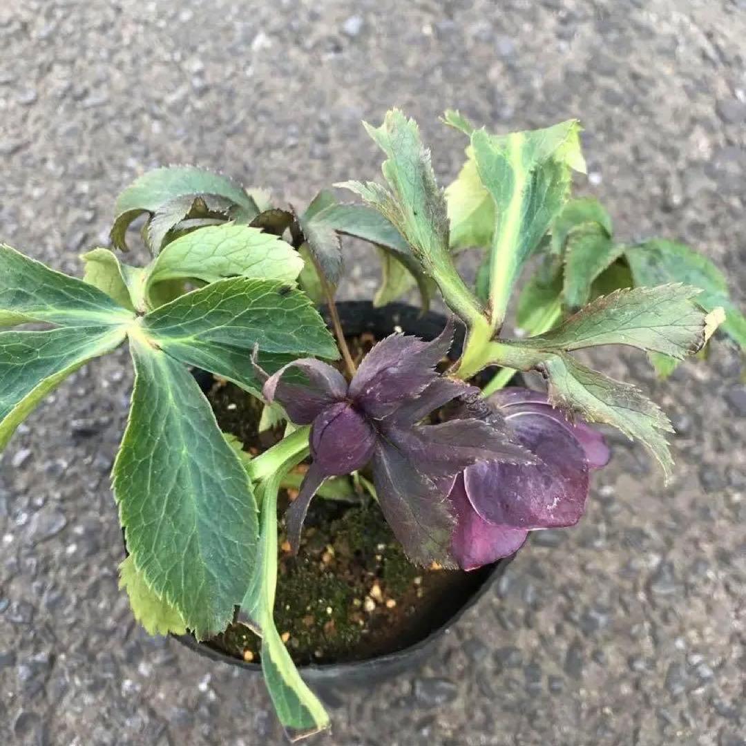 クリスマスローズ　2025.47 開花株