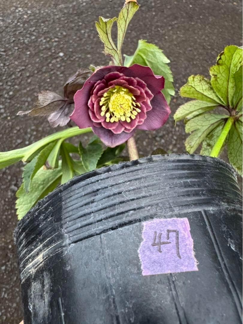 クリスマスローズ　2025.47 開花株