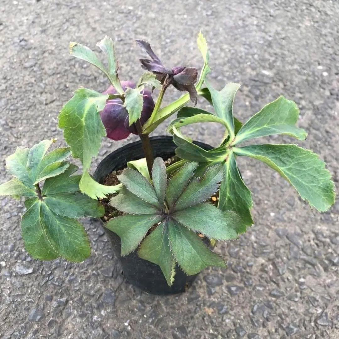 クリスマスローズ　2025.47 開花株