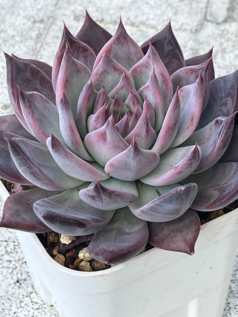 中里リンゼアナ実生(臼田リンゼアナ自家受粉実生) 葉挿し苗 サボテン