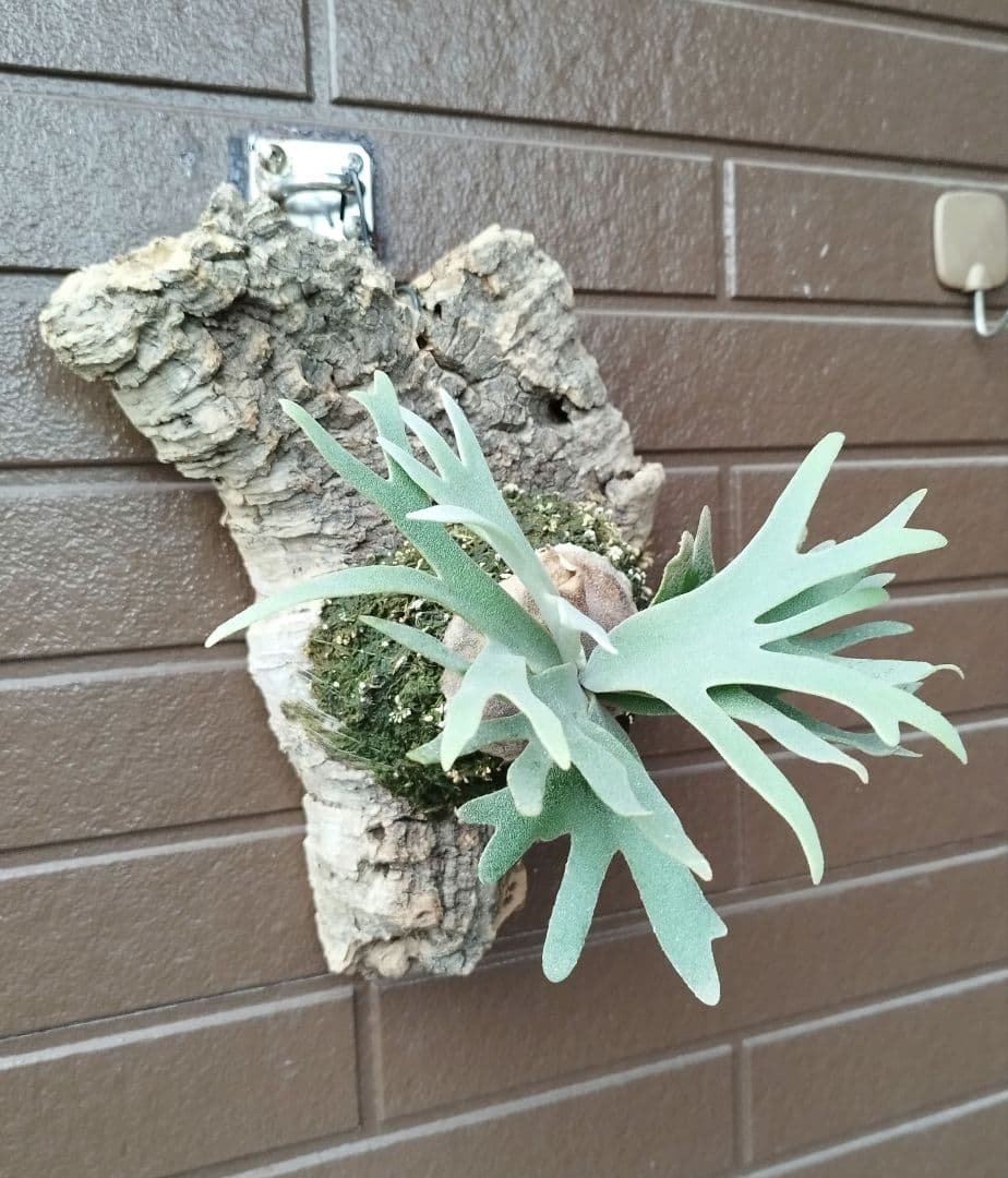 Bacteria ビカクシダ