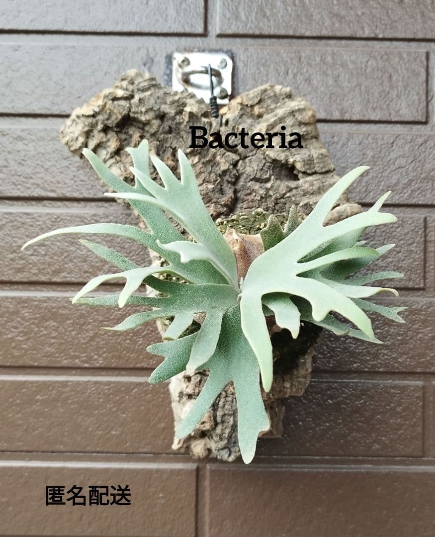 Bacteria ビカクシダ