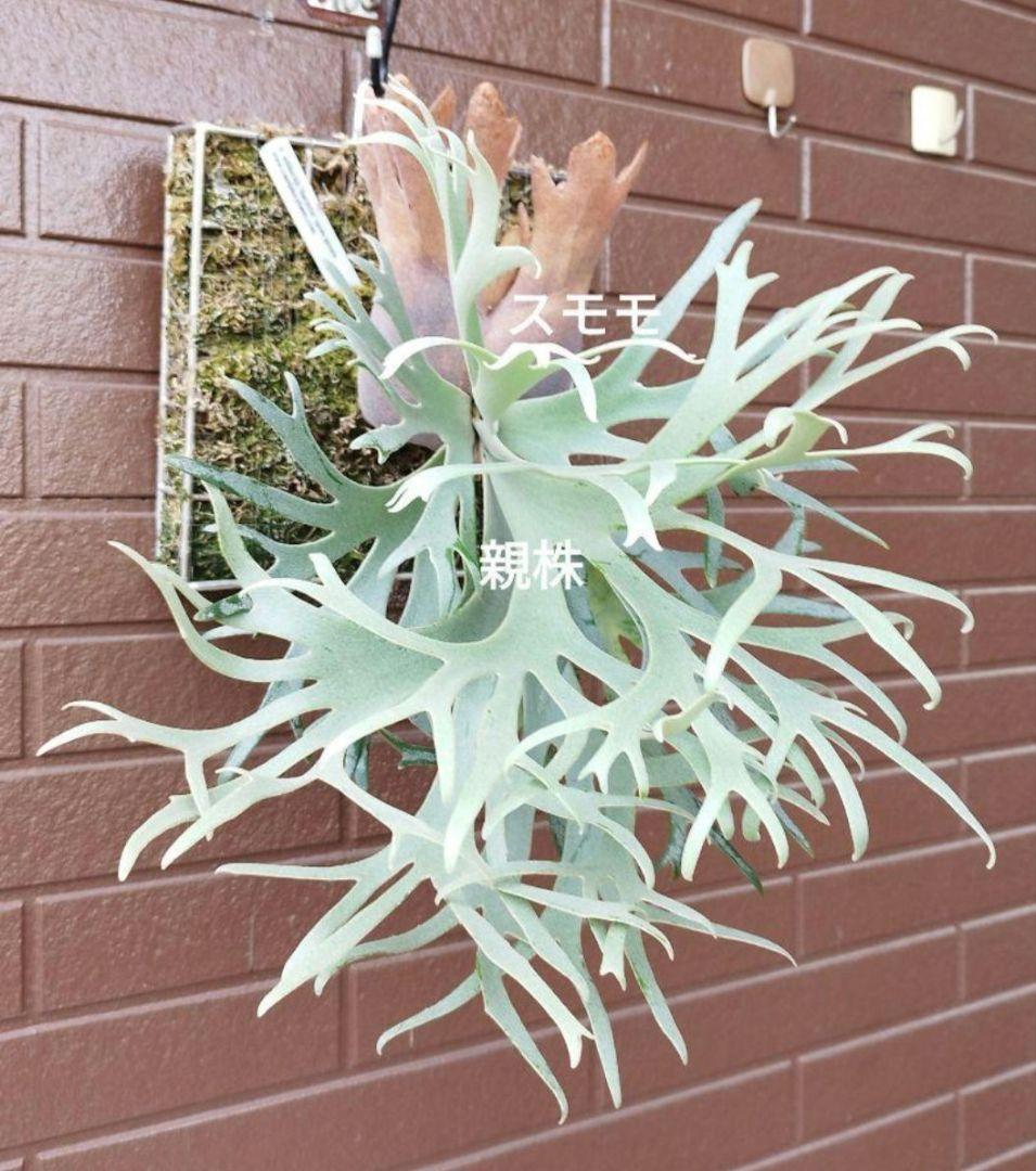 Bacteria ビカクシダ