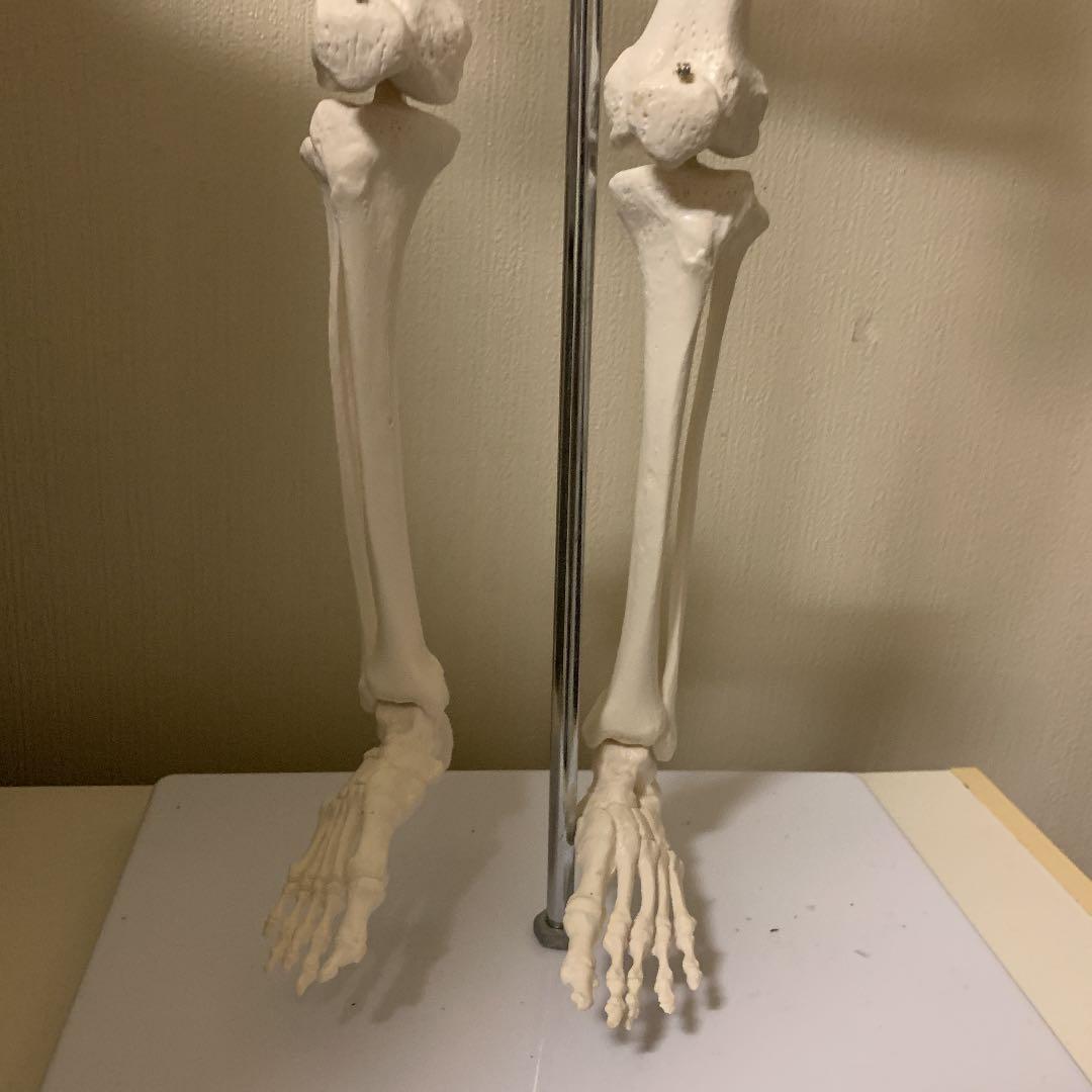 人体骨格模型 直立 スタンド 付 85cm 1/2モデル -1.4516