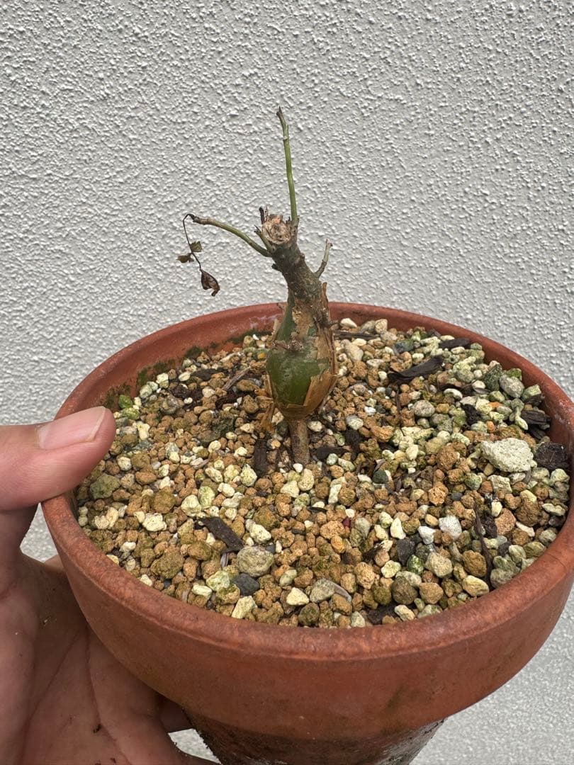 ブルセラファガロイデス