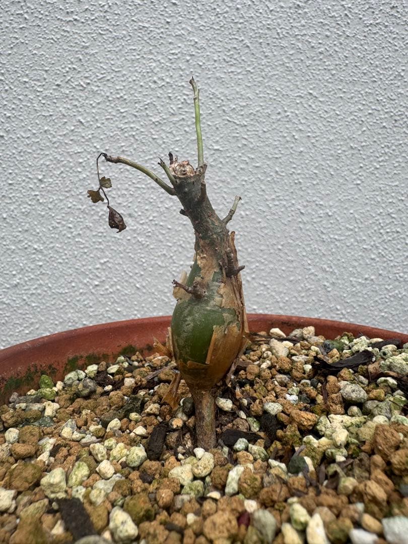 ブルセラファガロイデス