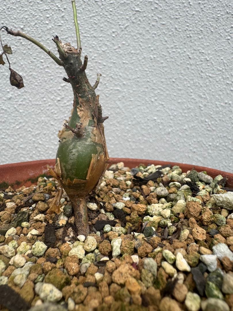 ブルセラファガロイデス