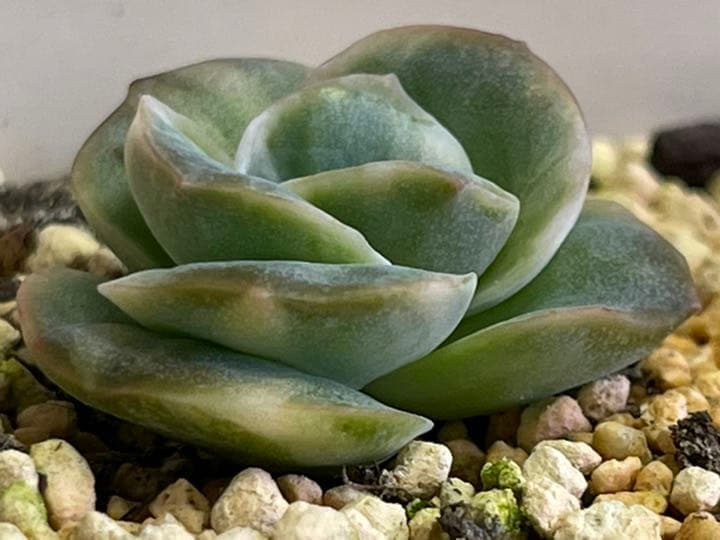 ❤️専用出品❤️ラブリーローズ錦❤️抜き苗②