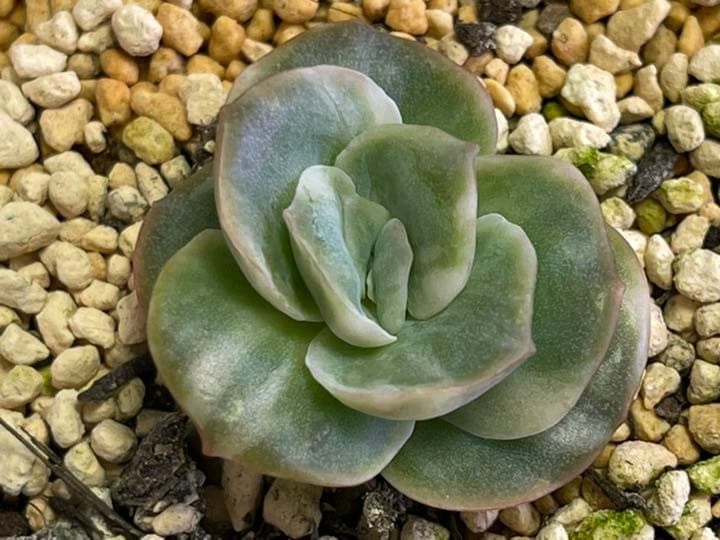 ❤️専用出品❤️ラブリーローズ錦❤️抜き苗②