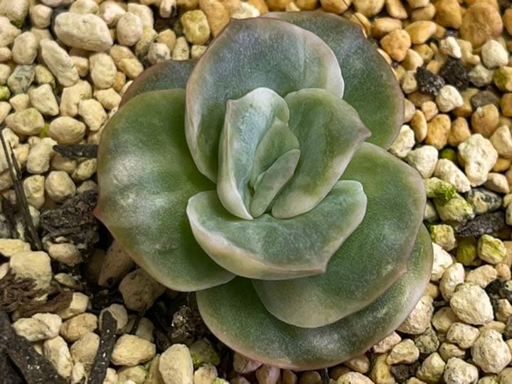 ❤️専用出品❤️ラブリーローズ錦❤️抜き苗②