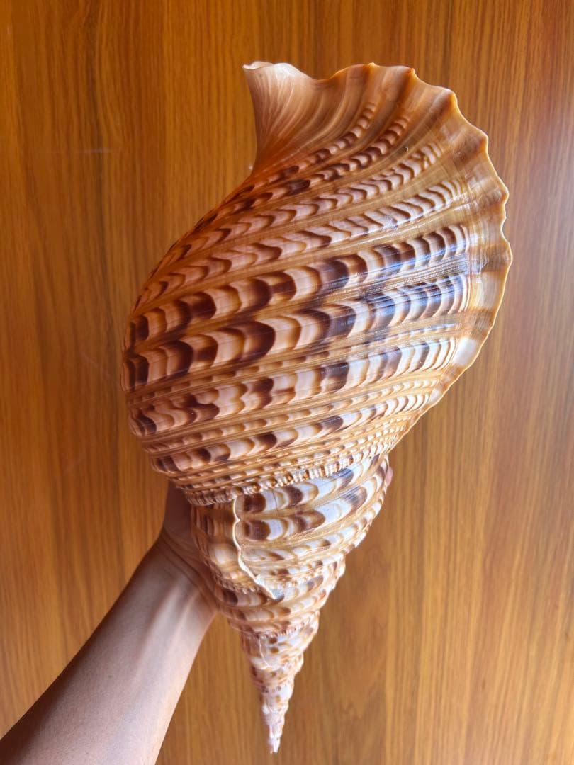 39.5cm(直線) 法螺貝　蓋付