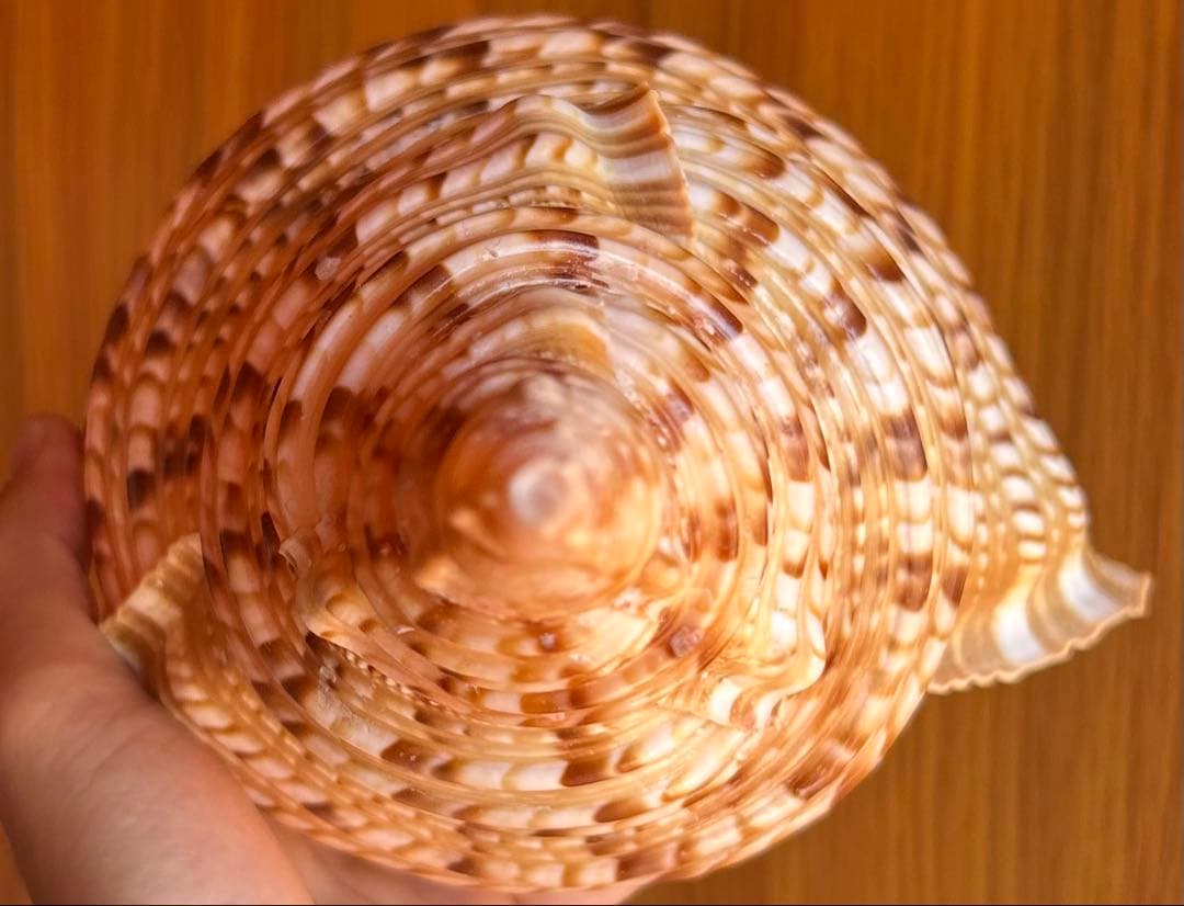 39.5cm(直線) 法螺貝　蓋付