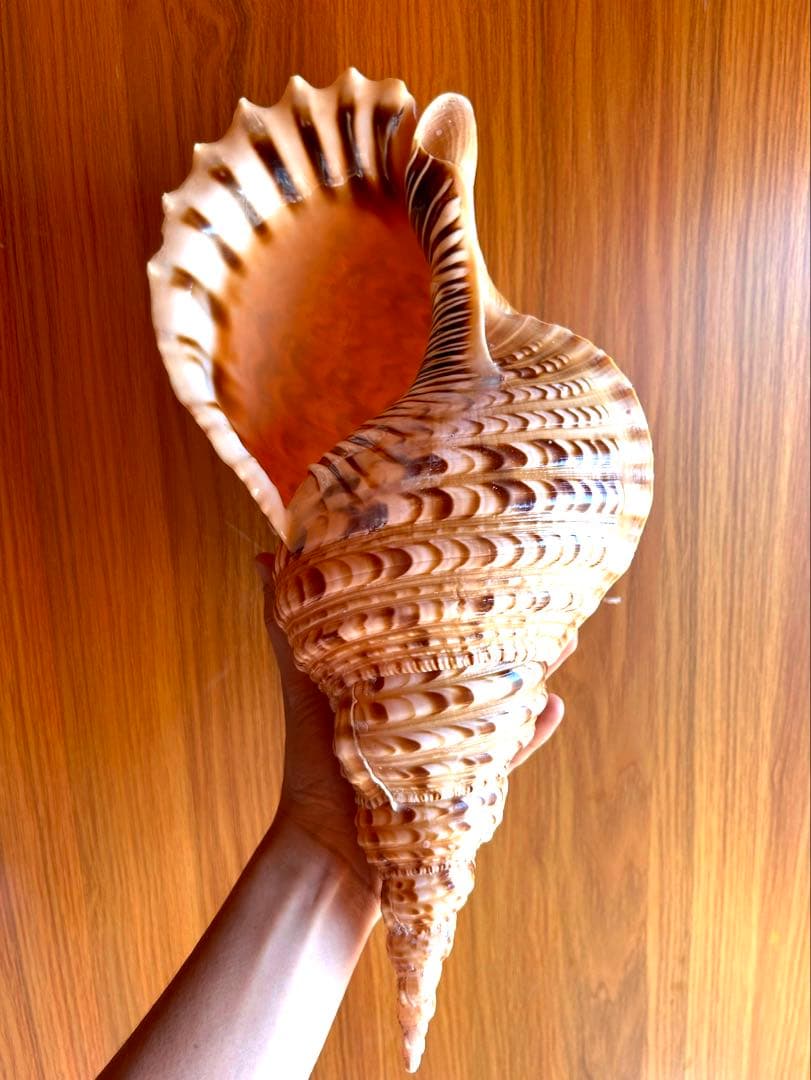 39.5cm(直線) 法螺貝　蓋付