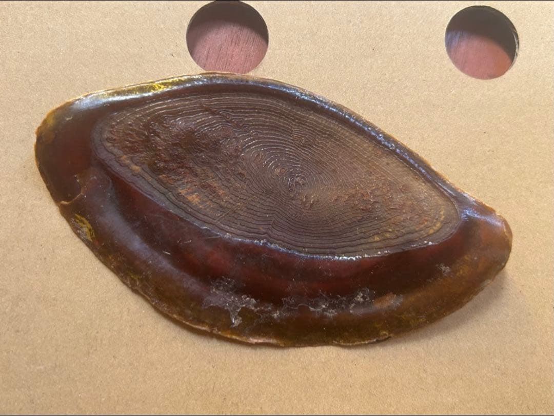 39.5cm(直線) 法螺貝　蓋付