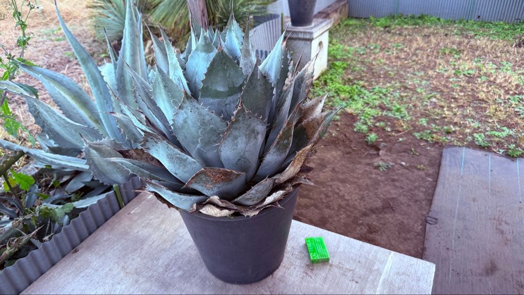 アガベ・パラサナ・ブルージャイアント！大株！