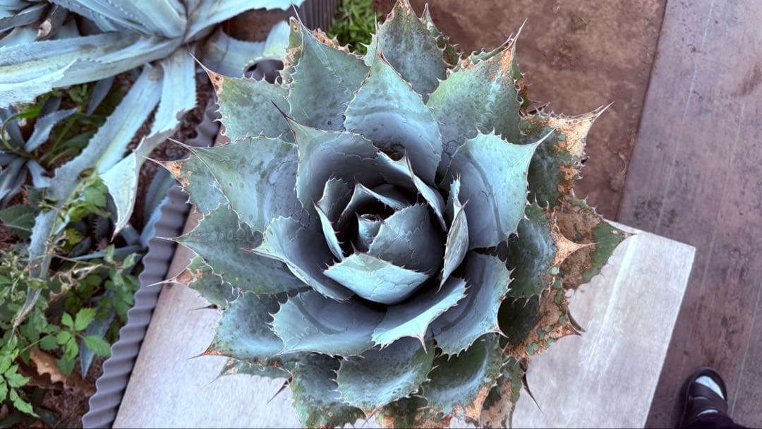 アガベ・パラサナ・ブルージャイアント！大株！