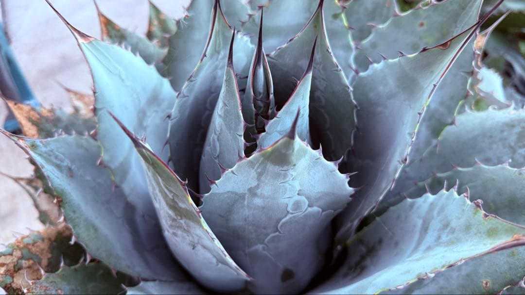 アガベ・パラサナ・ブルージャイアント！大株！