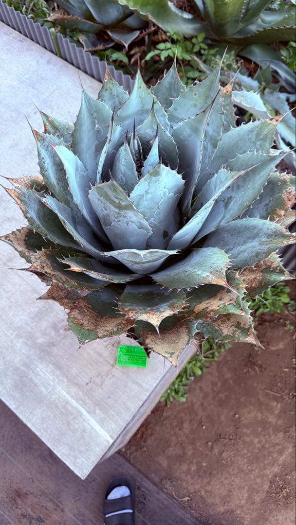 アガベ・パラサナ・ブルージャイアント！大株！