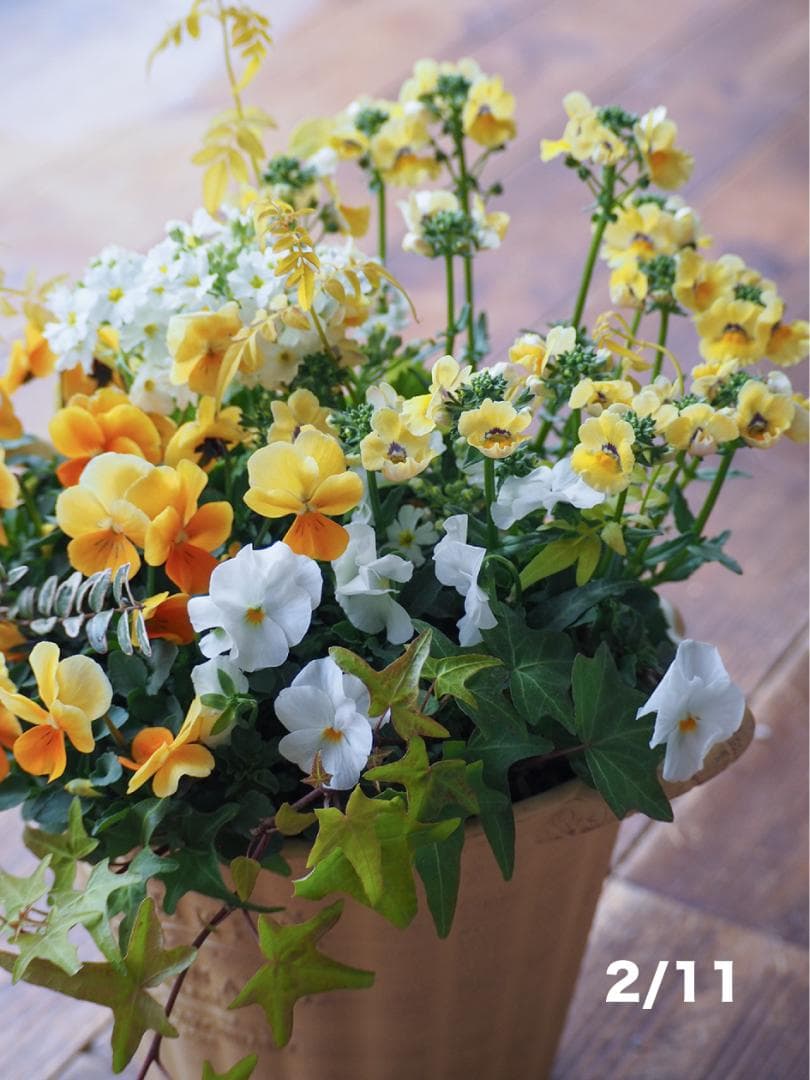 お値下】ビオラとネメシアのビタミンカラー寄せ植え - メルカリ