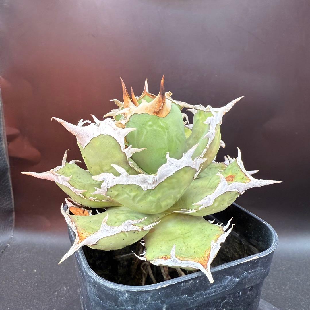 アガベ　チタノタ　ホワイトホーク