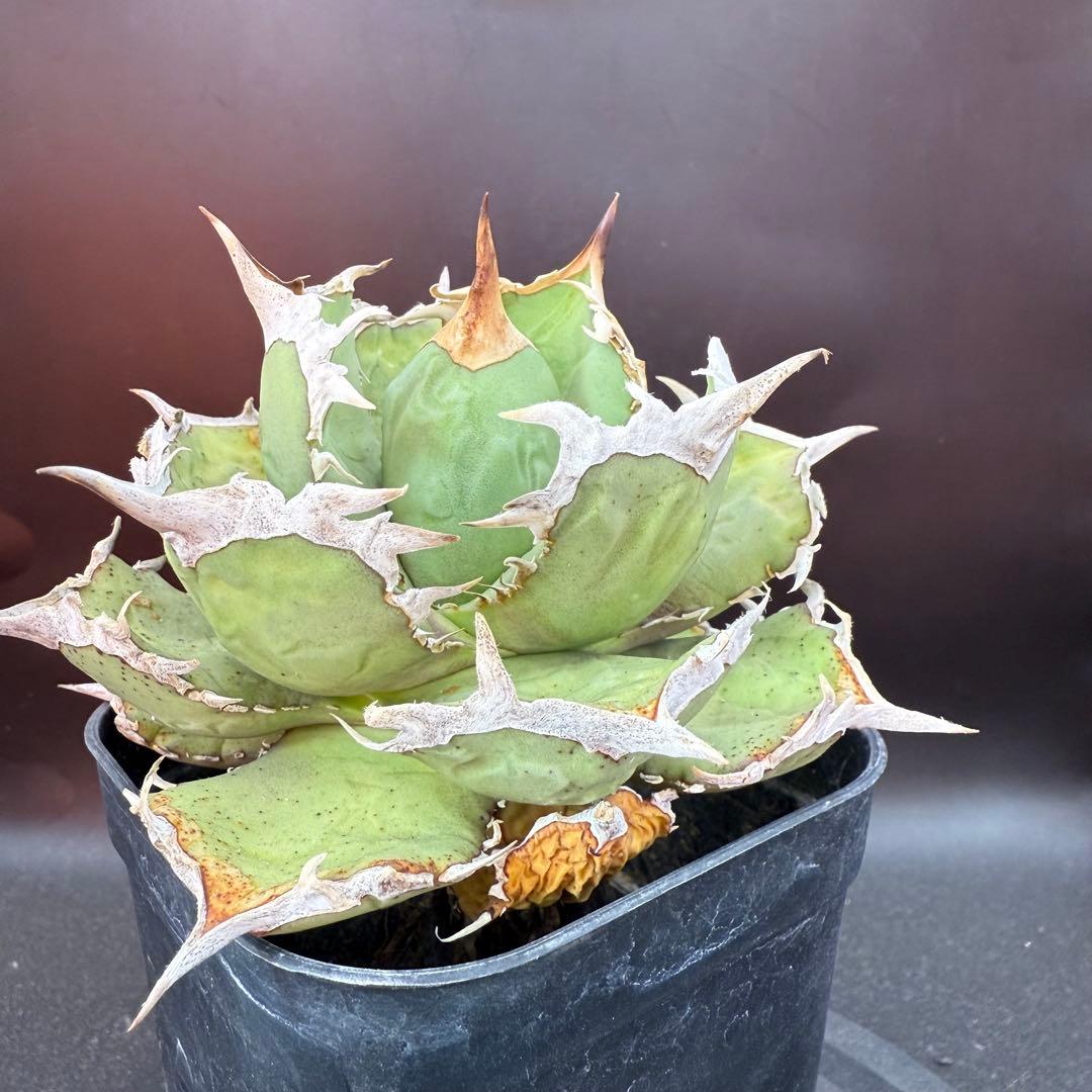 アガベ　チタノタ　ホワイトホーク