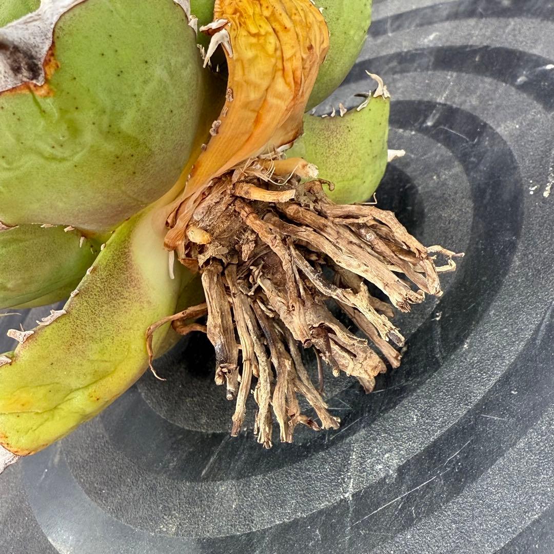 アガベ　チタノタ　ホワイトホーク