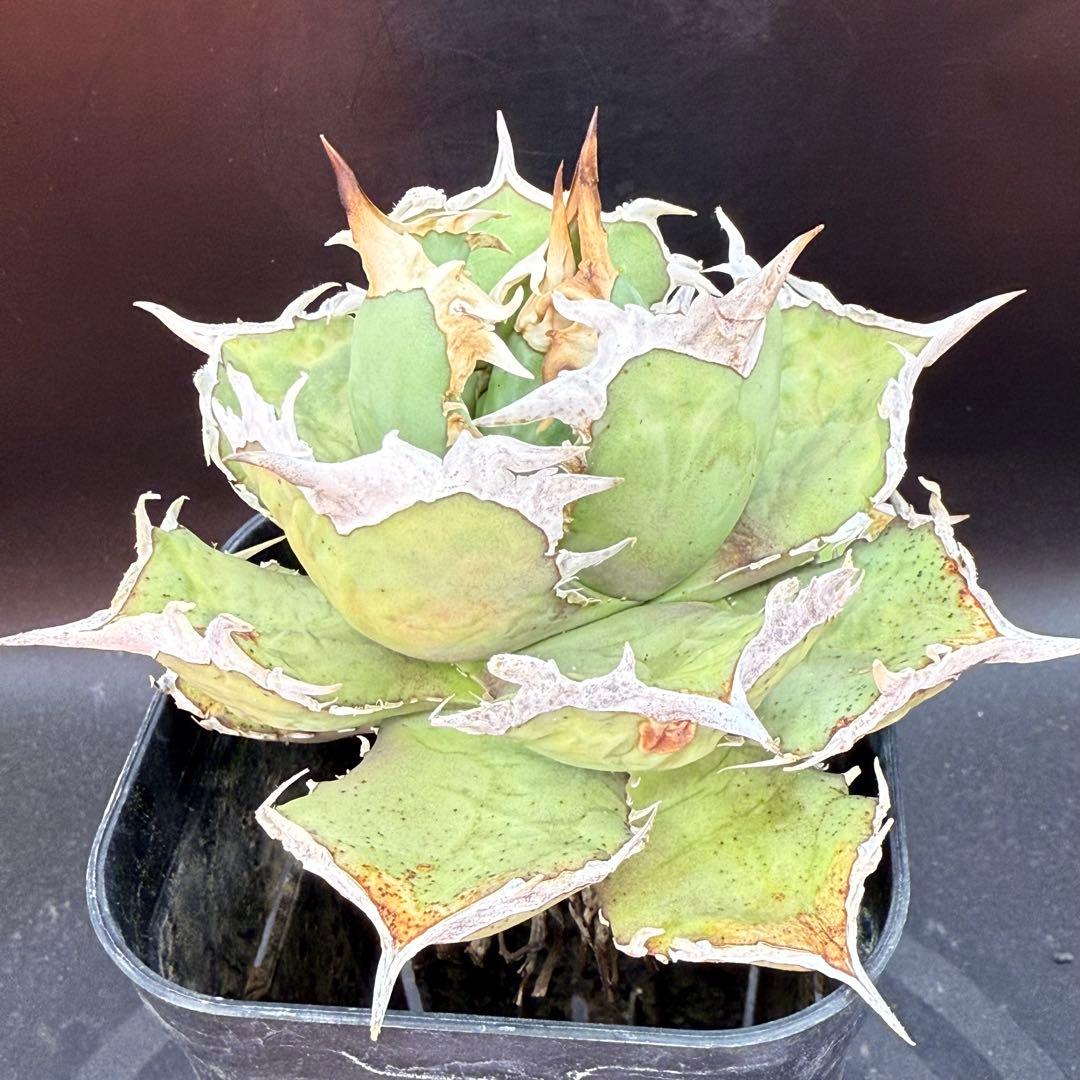 アガベ　チタノタ　ホワイトホーク