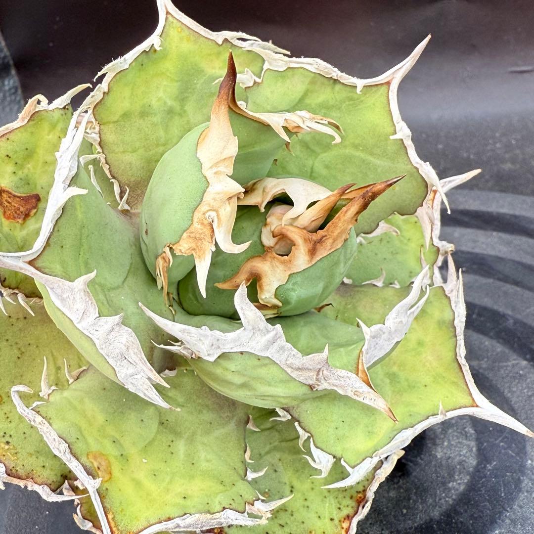 アガベ　チタノタ　ホワイトホーク