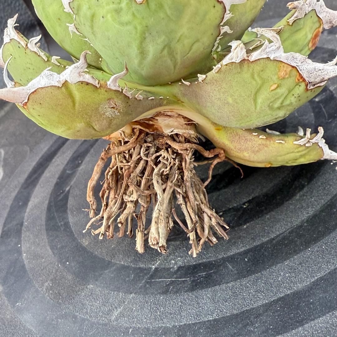 アガベ　チタノタ　ホワイトホーク