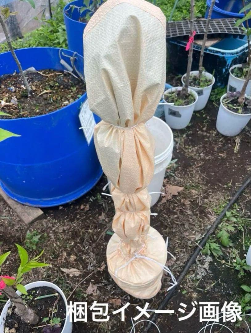 白樺苗木　1.4メートル１本　他小苗１０本！