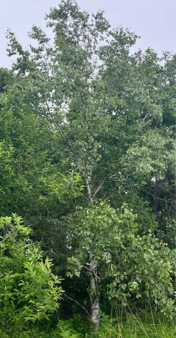 白樺苗木　1.4メートル１本　他小苗１０本！