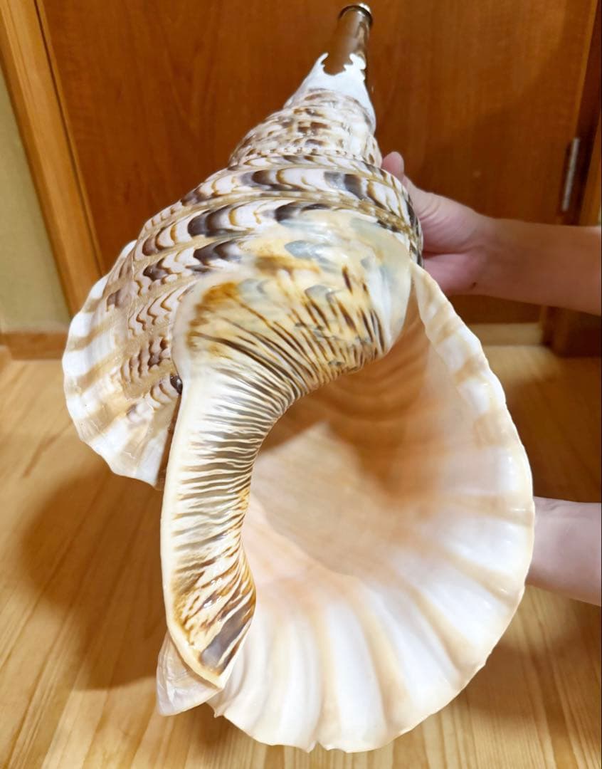 a*0様 希少特大肉厚45㎝修験道法螺貝　山伏　密教　魔除け　熊よけ❣️ほら貝ホ