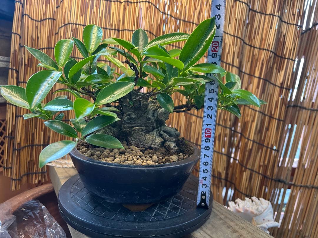 ✨✨✨superガジュマル【イボ荒肌幹系】 - メルカリ