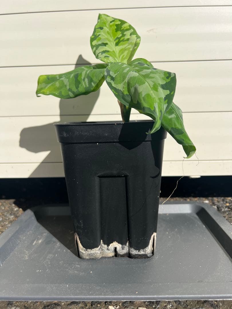 アグラオネマ ピクタム アンダマン