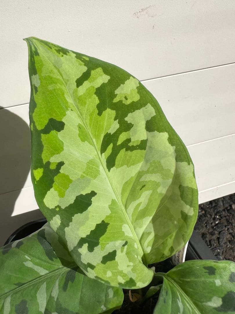 アグラオネマ ピクタム アンダマン