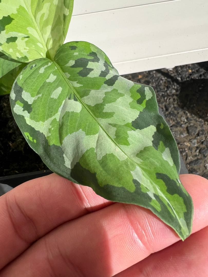 アグラオネマ ピクタム アンダマン