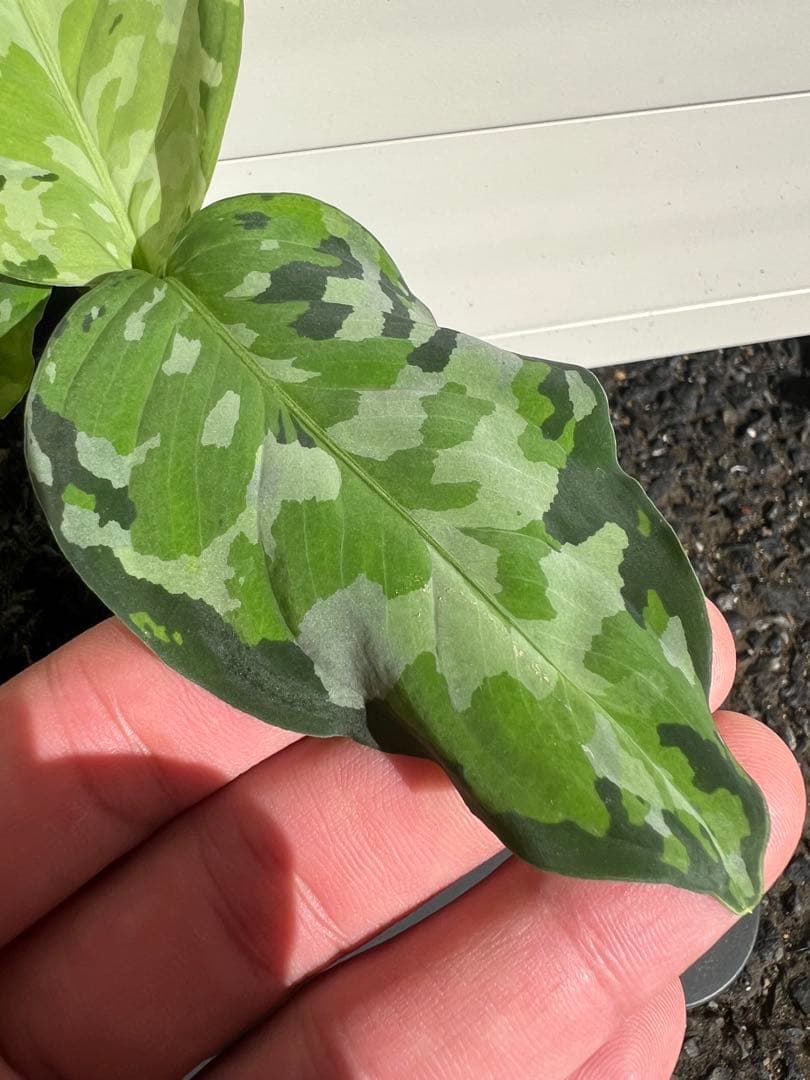 アグラオネマ ピクタム アンダマン