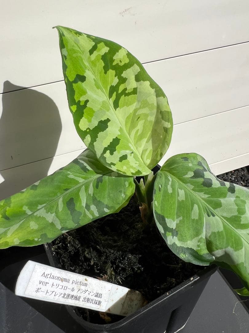アグラオネマ ピクタム アンダマン