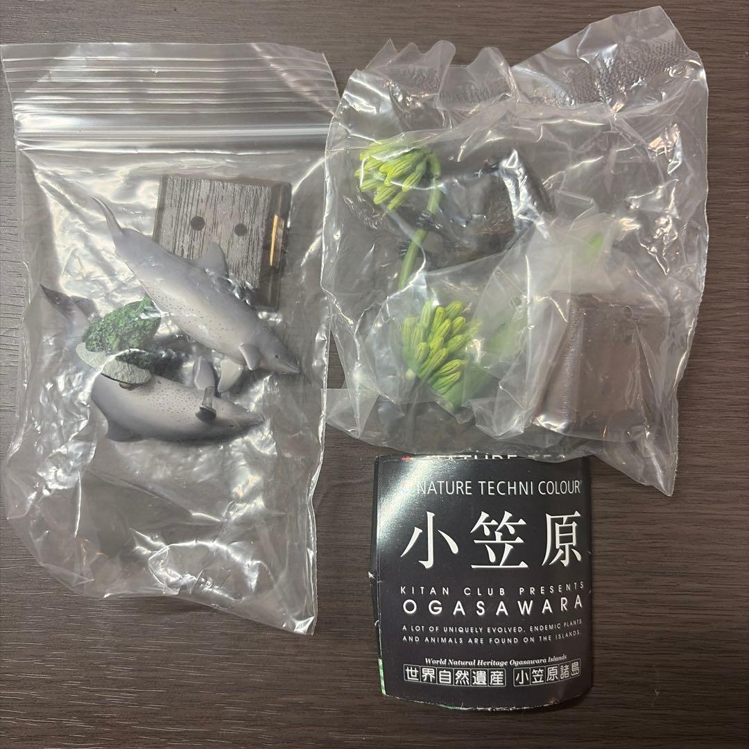 ネイチャーテクニカラー 小笠原 オガサワラオオコウモリ ハンドウ