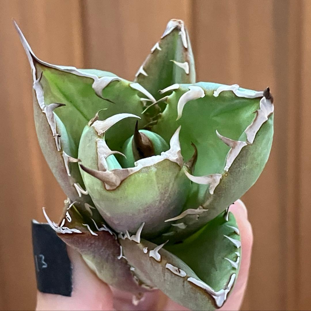 選抜祭【REZA特選株】15イラン株 アガベ チタノタ ローズ タイプB